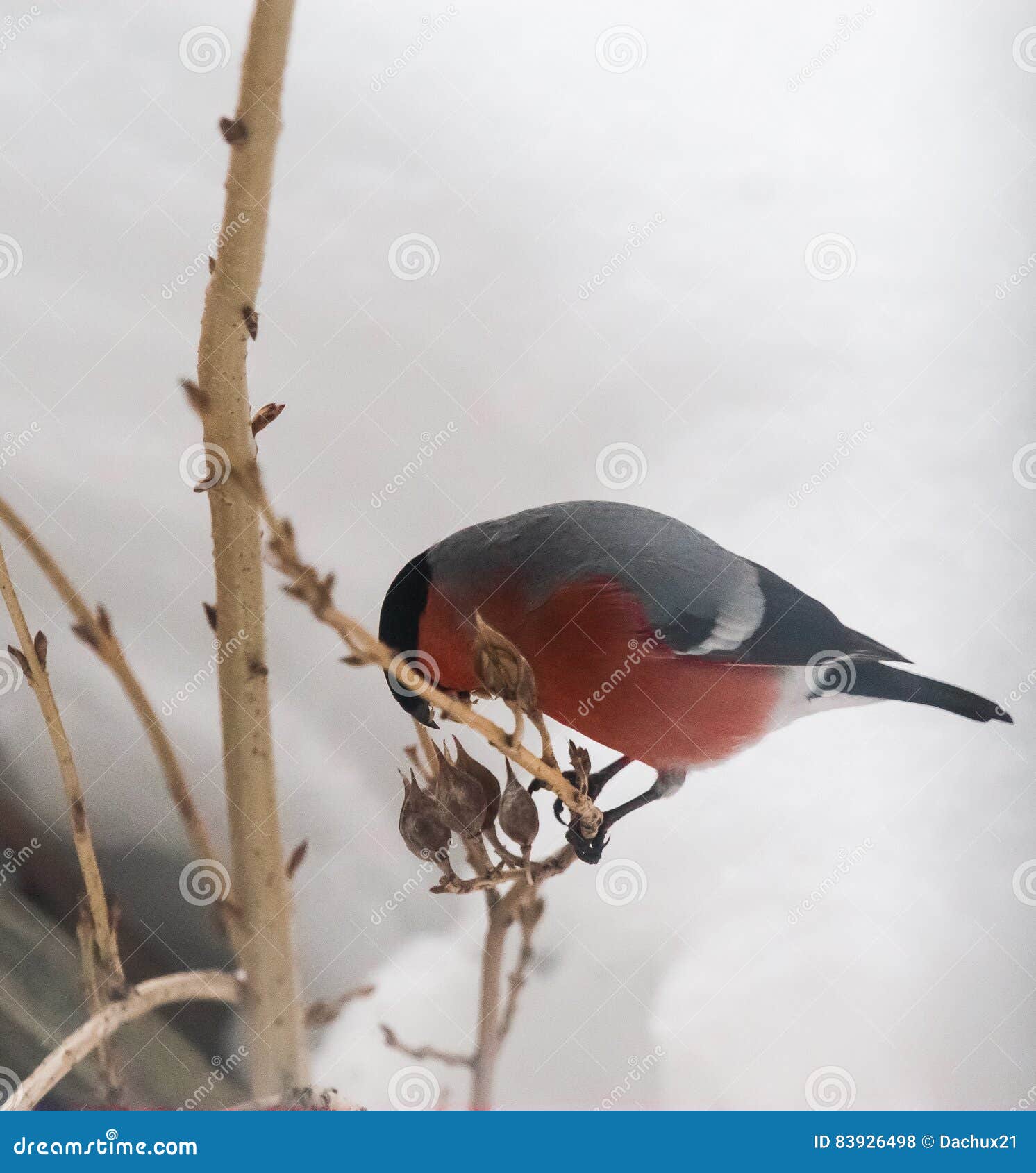 a bullfinch feeding on seeds in the bush on winterÃ¢â¬â¢s day